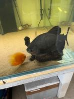 Pacu colossoma, Animaux & Accessoires, Poissons | Aquariums & Accessoires, Enlèvement