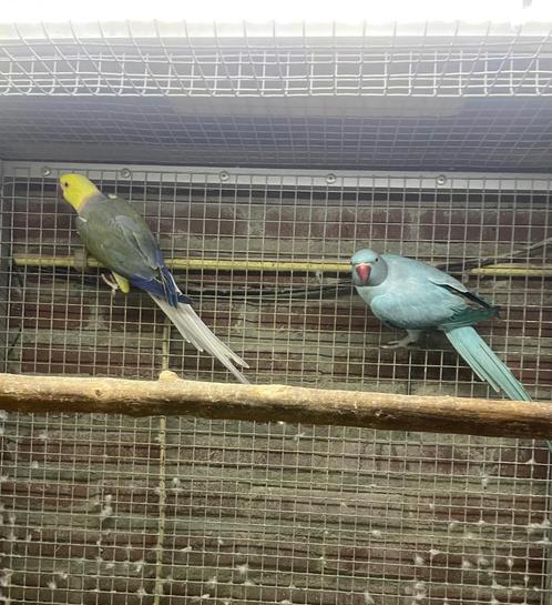 Opaline wkws halsbandparkiet / halsband parkiet kweekkoppel, Dieren en Toebehoren, Vogels | Parkieten en Papegaaien, Parkiet, Meerdere dieren