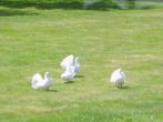 vogels, Dieren en Toebehoren