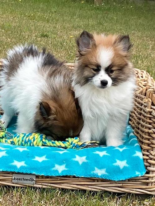 Kleinkees / duitse spitz, Dieren en Toebehoren, Honden | Poolhonden, Keeshonden en Oertypen, Meerdere dieren, Overige rassen, Fokker | Professioneel