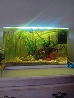 Mooi aquarium voor beginners  einde hobby, Dieren en Toebehoren, Ophalen of Verzenden