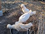 padua haan, Dieren en Toebehoren, Pluimvee, Mannelijk, Kip