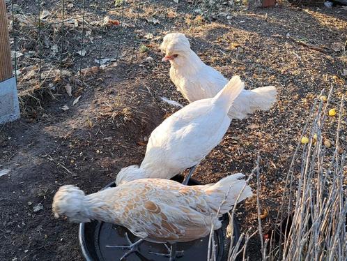 padua haan, Dieren en Toebehoren, Pluimvee, Kip, Mannelijk