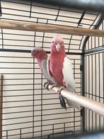 rose kaketoes split lutino x lutino, Meerdere dieren, Papegaai, Geringd
