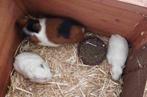 Witte cavia's, Animaux & Accessoires, Rongeurs, Cobaye, Plusieurs animaux