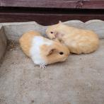 Mooie cavia's, Dieren en Toebehoren, Knaagdieren, Januari, Meerdere dieren, Cavia