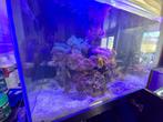 Zee aquarium, Dieren en Toebehoren, Ophalen, Gebruikt, Gevuld zeewateraquarium