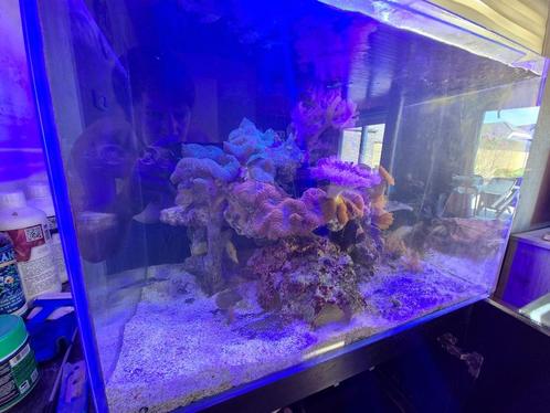 Zee aquarium, Dieren en Toebehoren, Vissen | Aquaria en Toebehoren, Gebruikt, Gevuld zeewateraquarium, Ophalen