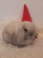 Raszuivere handtamme minilop konijnen jongen, Dieren en Toebehoren, Meerdere dieren, Dwerg, Hangoor, 0 tot 2 jaar