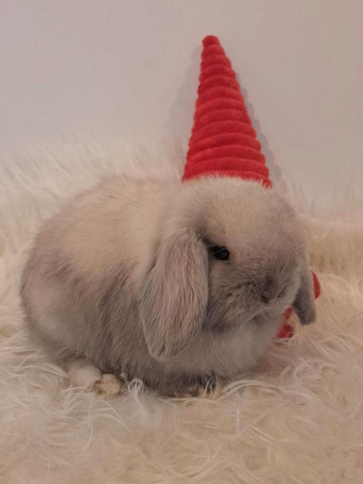 Raszuivere handtamme minilop konijnen jongen, Dieren en Toebehoren, Konijnen, Dwerg, Meerdere dieren, 0 tot 2 jaar, Hangoor