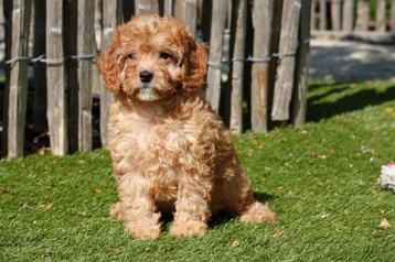 Prachtige cavapoo pups (abrikoos, rood/abrikoos) beschikbaar voor biedingen