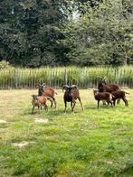Mouton Soay, Dieren en Toebehoren, Mannelijk, Schaap