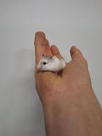 Jonge roborovski dwerghamsters beschikbaar, tam, Hamster, Tam