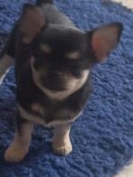 Chihuahua reutje korthaar FCI, Animaux & Accessoires, Chien (mâle), Belgique, 8 à 15 semaines, Éleveur | Loisir