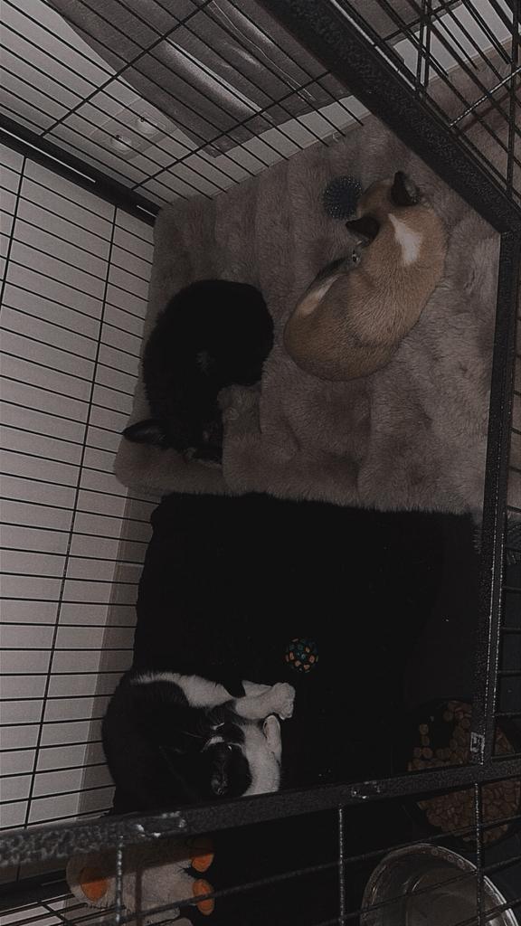 Gezocht: woonst te Dendermonde, Immo, Op zoek naar een appartement