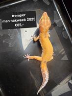 Prachtige luipaardgekko's div. Kleuren ook blacknight, Amphibien