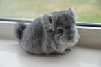 chinchilla standaard angora bokje, Dieren en Toebehoren, Knaagdieren, Juni, Mannelijk, Chinchilla