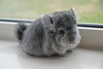 chinchilla standaard angora bokje  beschikbaar voor biedingen