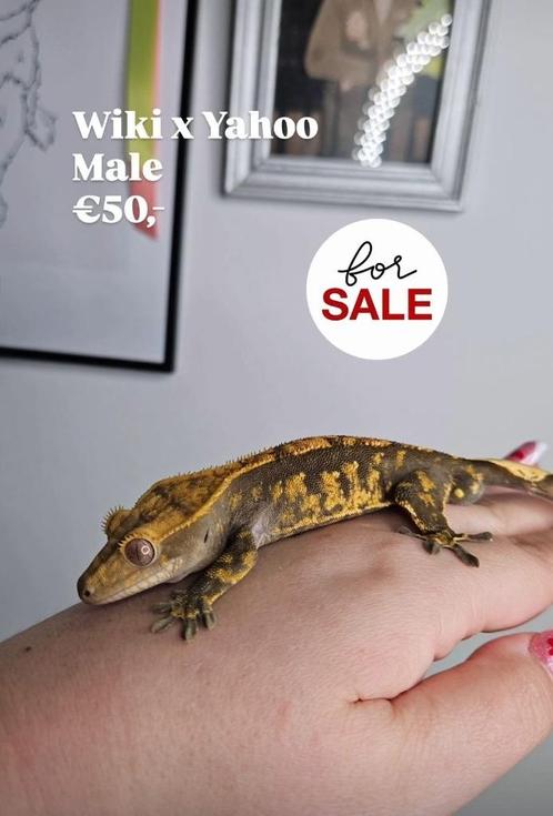 1.0 Bijna RTB Harlequin wimpergekko man, Dieren en Toebehoren, Reptielen en Amfibieën, Hagedis, 0 tot 2 jaar, Tam