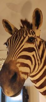 zebra taxidermie, Verzamelen, Dierenverzamelingen, Ophalen of Verzenden, Zo goed als nieuw, Wild dier, Opgezet dier