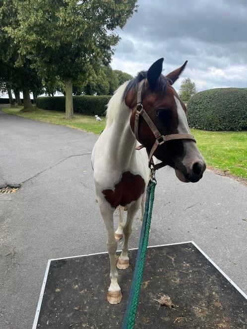 Prachtige bonte toekomstige  sportpony, Dieren en Toebehoren, Pony's, Merrie, D pony (1.37m tot 1.48m), Springpony, 3 tot 6 jaar