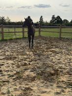 Jaarling Arabische volbloed hengst, Dieren en Toebehoren, Minder dan 160 cm, Gechipt, 0 tot 2 jaar, Hengst