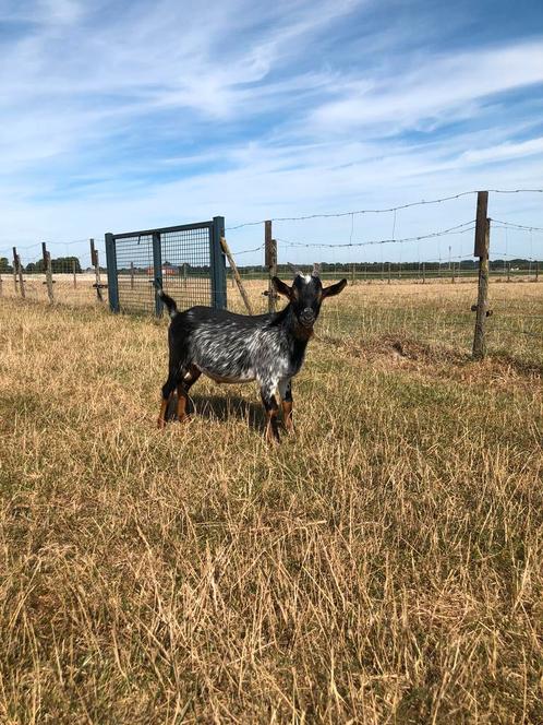 Mooi zwart hermelijn dwerg bokje., Dieren en Toebehoren, Schapen, Geiten en Varkens