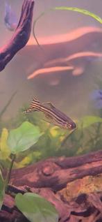 GRATIS! zebra danios, Dieren en Toebehoren, Vissen | Aquariumvissen, Vis, Zoetwatervis