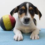 Schattige Belgische Fox-puppy’s te koop (Belgisch), Dieren en Toebehoren, Honden | Jack Russells en Terriërs, België, CDV (hondenziekte)