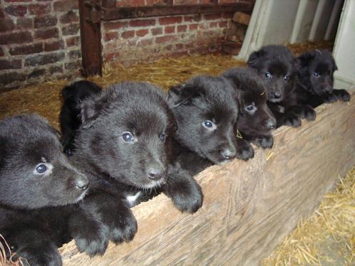 Groenendaeler pups, Dieren en Toebehoren, Honden | Herdershonden en Veedrijvers, Meerdere dieren, Herder, Fokker | Hobbymatig