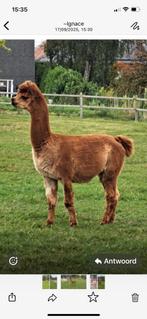 Alpaca dekhengst 4 jaar, Dieren en Toebehoren, Augustus