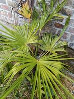 Palmboom grotere en een kleintje samen in een pot zie foto's, Ophalen, Overige soorten
