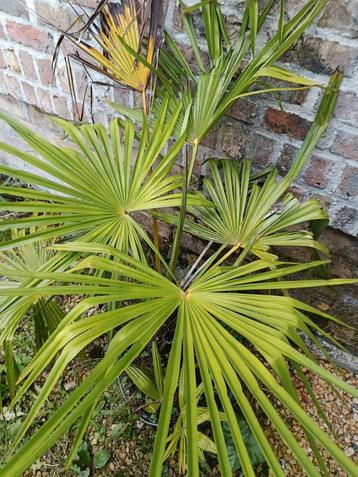 Palmboom grotere en een kleintje samen in een pot zie foto's beschikbaar voor biedingen
