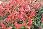 Photinia fraseri Red Robin, Enlèvement ou Envoi, Arbuste