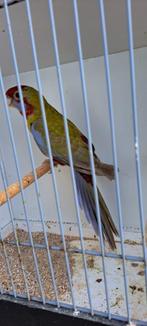 pennant rossella en mutaties ;, Dieren en Toebehoren, Meerdere dieren, Parkiet, Geringd