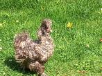 Zijdehoen hen, Dieren en Toebehoren, Pluimvee