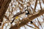 Witoor buulbuul, Dieren en Toebehoren, Vogels | Overige Vogels
