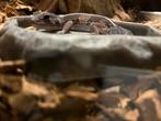 Gecko Africain ( gecko à queue grasse ), Dieren en Toebehoren, Reptielen en Amfibieën