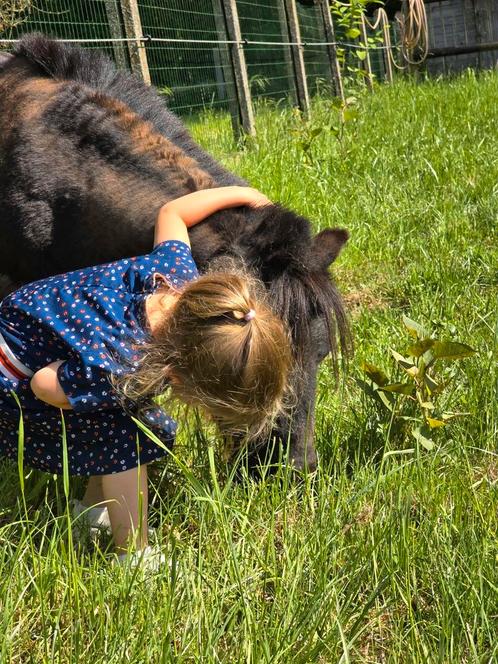 Ik zoek spelt in een hooiberg, Dieren en Toebehoren, Pony's, Ruin, Zadelmak