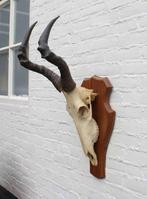 Schedel RED HARTEBEEST compleet met kiezen (ref. C), Ophalen of Verzenden, Gebruikt, Wild dier, Schedel