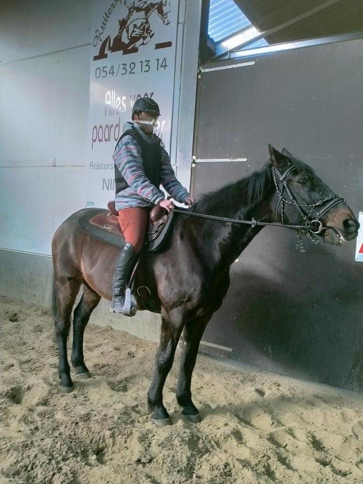 Recreatie paard, Dieren en Toebehoren, Paarden en Pony's | Overige Paardenspullen, Recreatie, Ophalen