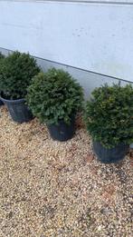 Taxus, Tuin en Terras, Ophalen of Verzenden, Taxus