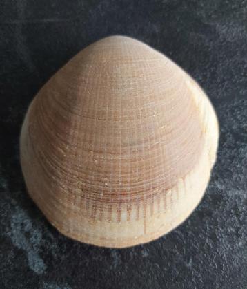 Schelp Glycymeris bimaculata - gigantisch beschikbaar voor biedingen