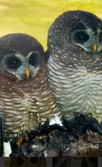 Strix woodfordii, Dieren en Toebehoren, Vogels | Overige Vogels, Meerdere dieren, Roofvogel, Geringd