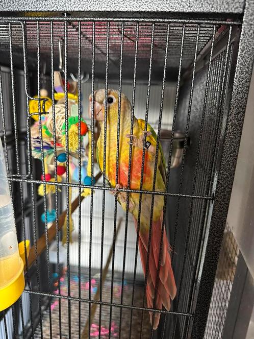 Pyrrhura, Dieren en Toebehoren, Vogels | Parkieten en Papegaaien, Vrouwelijk