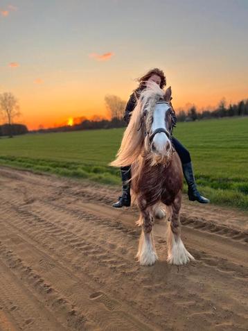 GEZOCHT paard 5 - 10 jaar 165-180cm, recreatief te rijden, Plusieurs animaux
