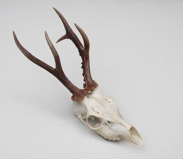 Zesender REE GEWEI - schedel - 365 gr - stanglengte 22 cm beschikbaar voor biedingen