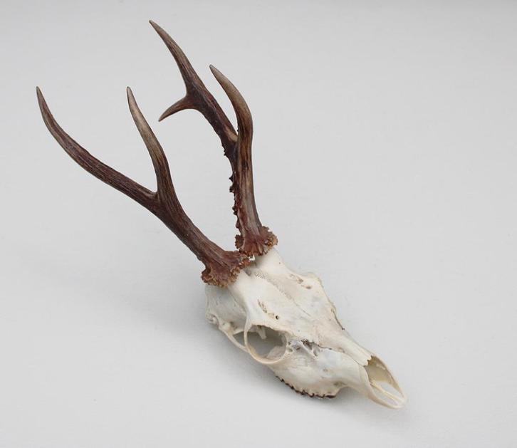 Zesender REE GEWEI - schedel - 365 gr - stanglengte 22 cm, Verzamelen, Dierenverzamelingen, Zo goed als nieuw, Schedel, Hert, Ophalen of Verzenden