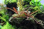 Aquariumplanten, Dieren en Toebehoren, Ophalen of Verzenden, Nieuw, Plant(en), Steen of Hout