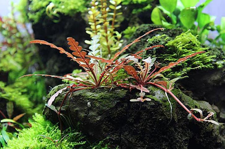 Aquariumplanten, Dieren en Toebehoren, Vissen | Aquaria en Toebehoren, Nieuw, Plant(en), Steen of Hout, Ophalen of Verzenden